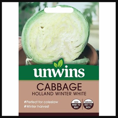 Cabbage (Round) Holland Winter White - image 1