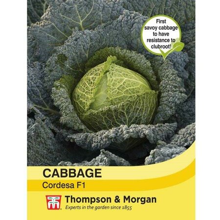 Cabbage Savoy 'Cordesa' F1 Hybrid - Image courtesy of Thompson & Morgan