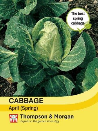 Cabbage (Spring) April - image 1