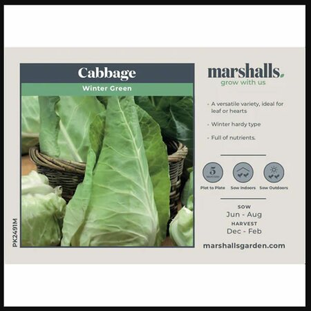Cabbage (Spring Greens) Winter Special - image 1