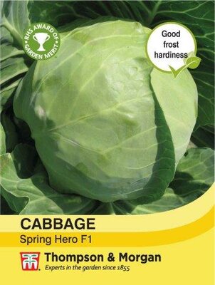 Cabbage Spring Hero F1 Hybrid - image 1