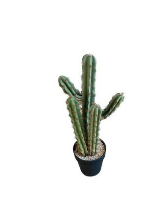 Cactus in Pot -Image Courtesy of HBX