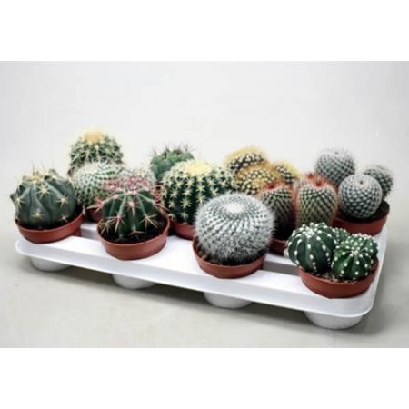 Cactus (Mixed Ball Varieties) - Image courtesy of Pannebakker