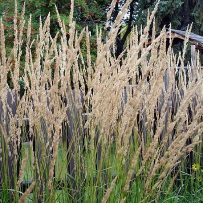 Calamagrostis “Karl Foerster” - Photo by Daryl Mitchell (CA BY-SA 2.0)