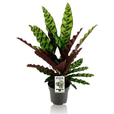 Calathea insignis - 