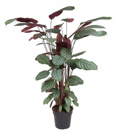 Calathea oppenheimiana - Image courtesy of Pannebakker
