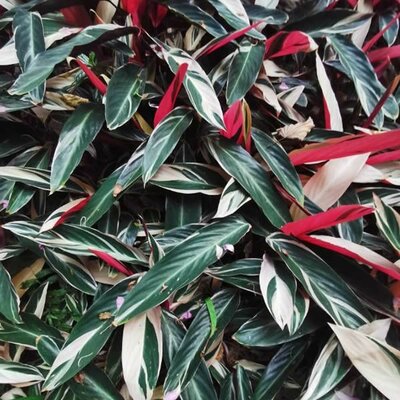 Calathea tricolor - Photo by Chee Keong Chan  (CC BY-SA 4.0)