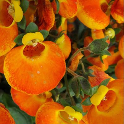 Calceolaria Orange - Image courtsey of Snappygoat.com
