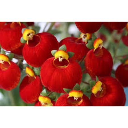 Calceolaria Red - Image by virginie-l from Pixabay 