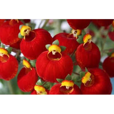 Calceolaria Red - Image by virginie-l from Pixabay 