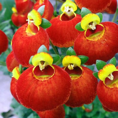 Calceolaria Sunset Red - Image by virginie-l from Pixabay  