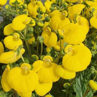 Calceolaria Yellow - Photo by Dick Culbert (CC BY-SA 2.0)