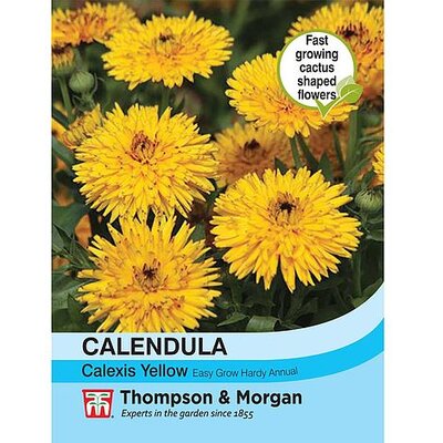 Calendula Calexis Yellow