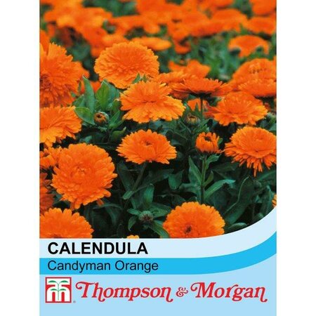 Calendula 'Candyman Orange' - Image courtesy of Thompson & Morgan