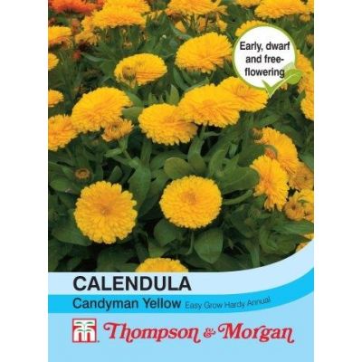 Calendula Candyman Yellow - Image courtesy of T&M