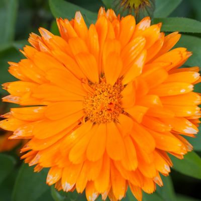 Calendula "Powerdaisy Tango" - Image by Pezibear from Pixabay 