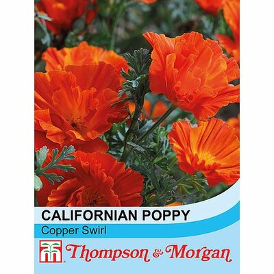 Californian Poppy Copper Swirl - Image courtesy of T&M