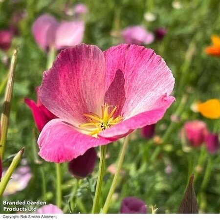 Californian Poppy Purple Gleam - Image courtesy of Thompson & Morgan