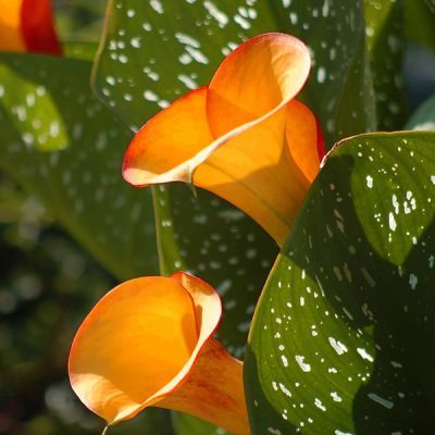 Calla "Beatrix"® - Image by BARBARA808 from Pixabay 