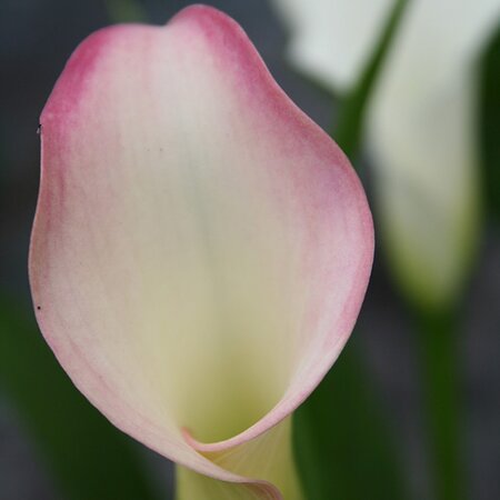 Calla 'Crystal Blush' ® - Image courtesy of Schram Plants