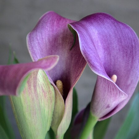 Calla 'Grape Velvet'® - Image by Walt Musekamp from Pixabay 