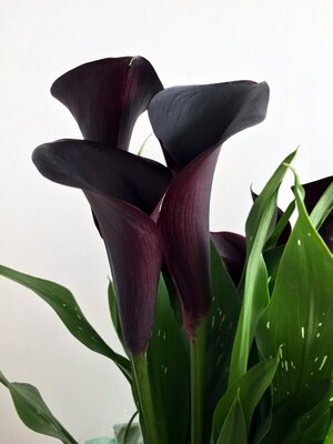 Calla 'Odessa' ® - Image by D1creations from Pixabay 