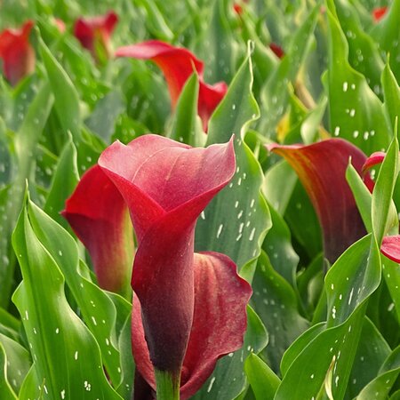 Calla 'Royal Valentine' - Image by Manfred Richter from Pixabay 