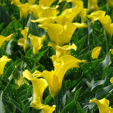 Calla 'Sun Club' - Image by Manfred Richter from Pixabay 