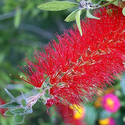 Callistemon 'Dark Red' (10L pot)