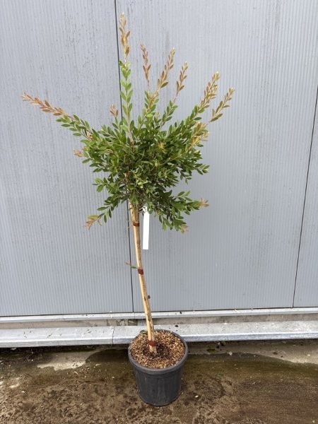 Callistemon Laevis - Image courtesy of Impulse Plants