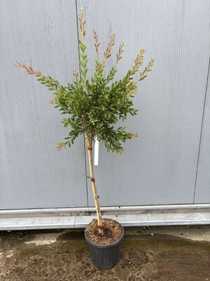 Callistemon Laevis - Image courtesy of Impulse Plants