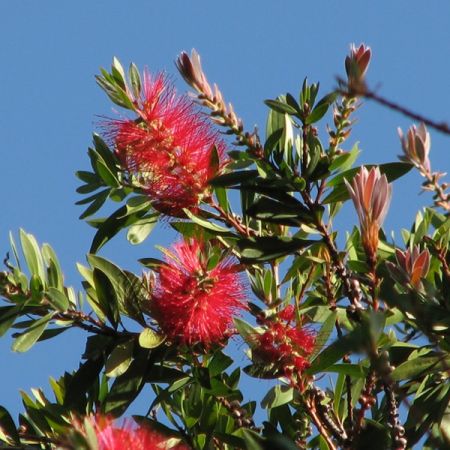 Callistemon Splendens - Photo by Melburnian (GFDL)