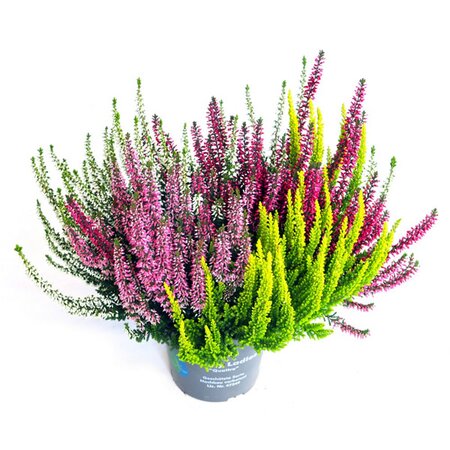 Calluna 'Beauty Ladies Quattro' - Image courtesy of Plantline