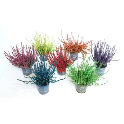 Calluna painted - Image courtesy of Plantline
