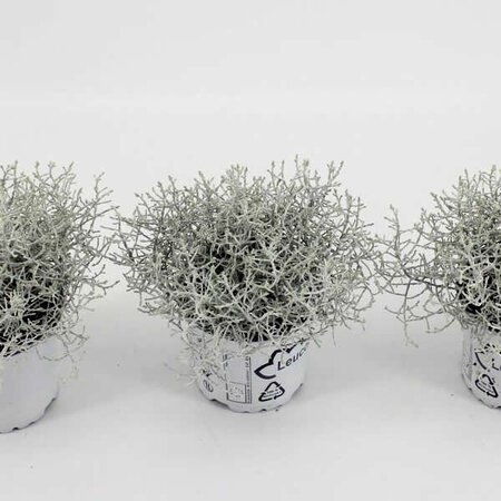 Calocephalus Leucophyta Brownii - Image courtesy of Plantline