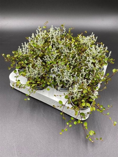 Calocephalus/Muehlenbeckia - Image courtesy if Pannebakker