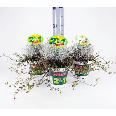 Calocephalus & Muehlenbeckia (12cm pot)