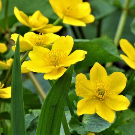 Caltha palustris (9cm pot)