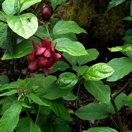 Calycanthus 'Hartlage Wine' - Photo by peganum (CC BY-SA 2.0)