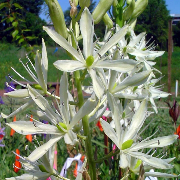 Camassia caerulea alba (2L pot) Ardcarne Garden Centre