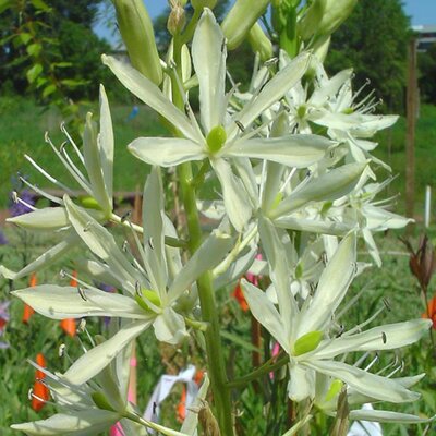 Camassia caerulea 'Alba' - Photo by born1945 (CC BY-SA 2.0)