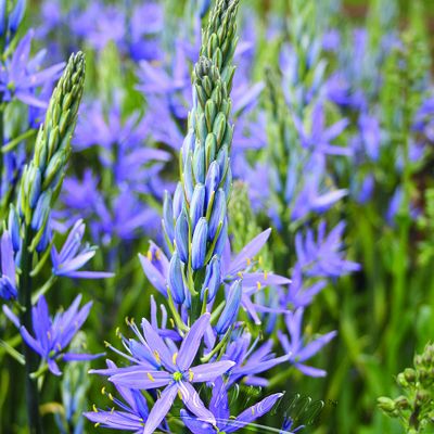 Camassia coerulea Dark Blue - Image by Eveline de Bruin from Pixabay 