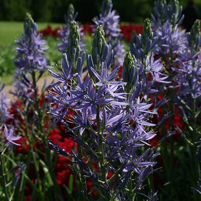 Camassia leichtlinii 'Blue' - Photo by David J. Stang (CC BY-SA 4.0)