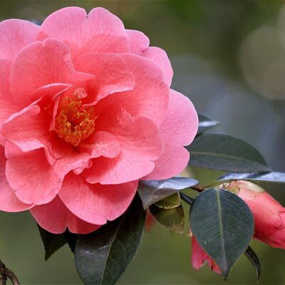 Camellia 'Adolphe Audusson' - Image by Franz W. from Pixabay 