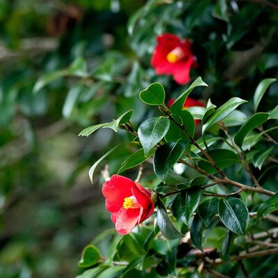 Camellia 'Adeyaka' - Image by Kanenori from Pixabay 