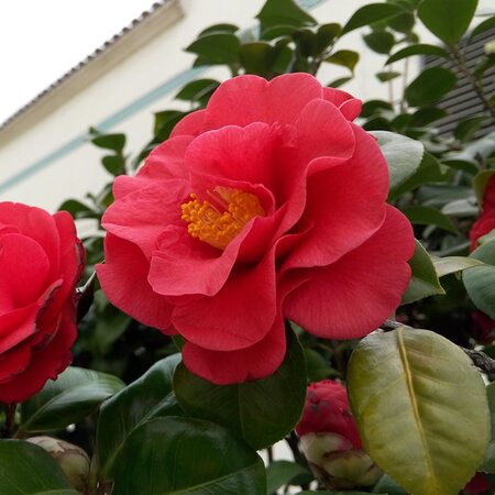 Camellia Japonica 'Blood Of China' - Image by ieypmb from Pixabay 