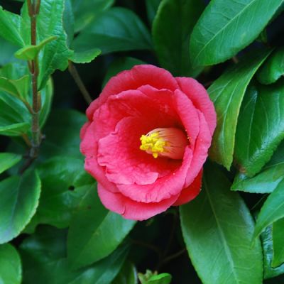 Camellia Japonica "Dr. King" - Image by とおる 水原 from Pixabay 