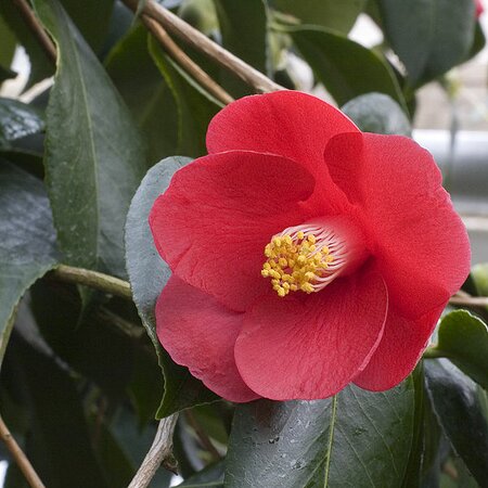 Camellia Japonica Red - Photo by Olaf Leillinger (GFDL)