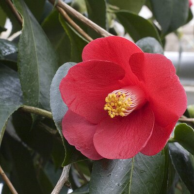 Camellia Japonica Red - Photo by Olaf Leillinger (GFDL)