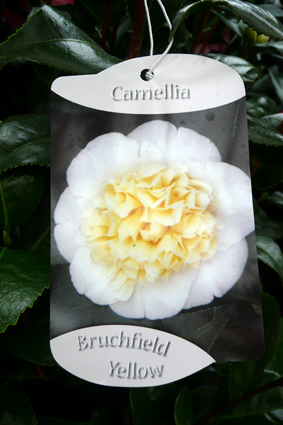 Camellia Japonica - Nuccio's Juwel